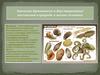Значение брюхоногих и двустворчатых моллюсков в природе и жизни человека