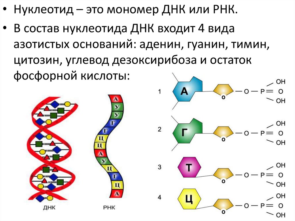 Нуклеиновые кислоты рисунок