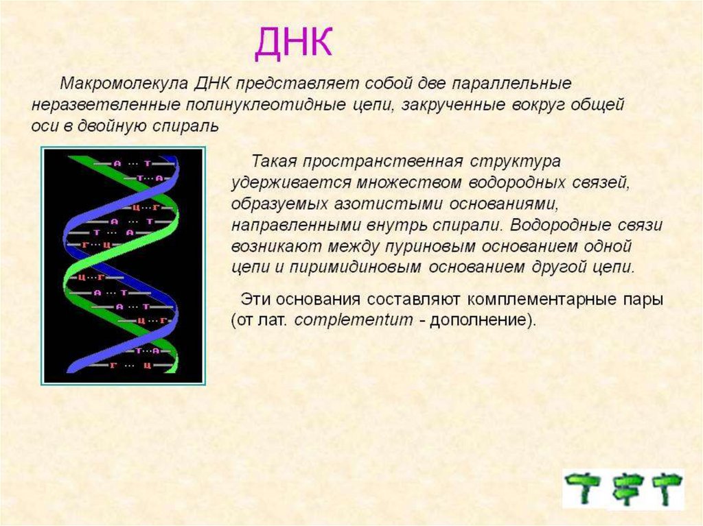 Полинуклеотидная ирнк. ДНК для презентации. ДНК презентация 9 класс. Принцип комплементарности ДНК И РНК. Составьте комплементарную цепь ДНК.