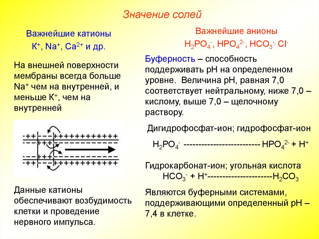 Значение солей. Важнейшие катионы клетки. Роль катионов и анионов в клетке. Роль анионов в клетке. Роль катионов в клетке.