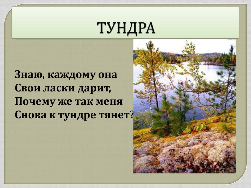 Музыка тундры. Стихотворение про тундру. Стихи про тундру короткие. Стихотворение про тундру для детей. Стихи о тундре.