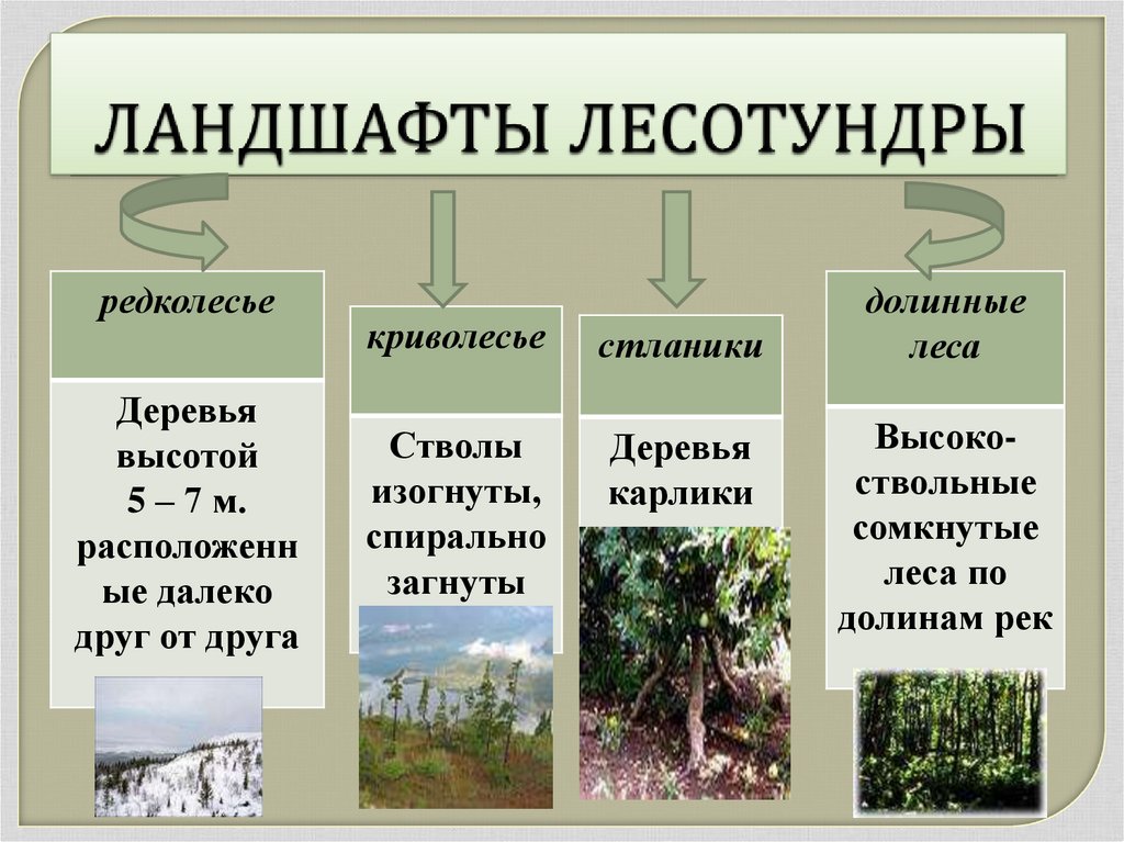 Природные ресурсы зоны лесотундры. Ландшафт лесотундры. Зона лесотундры растения. Ландшафты тундры и лесотундры. Виды растения в лесотундре.