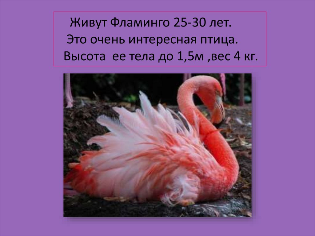 Фламинго сообщение. Животные из красной книги России Фламинго. Фламинго красная книга 2 класс. Розовый Фламинго красная книга. Сообщение о Фламинго.