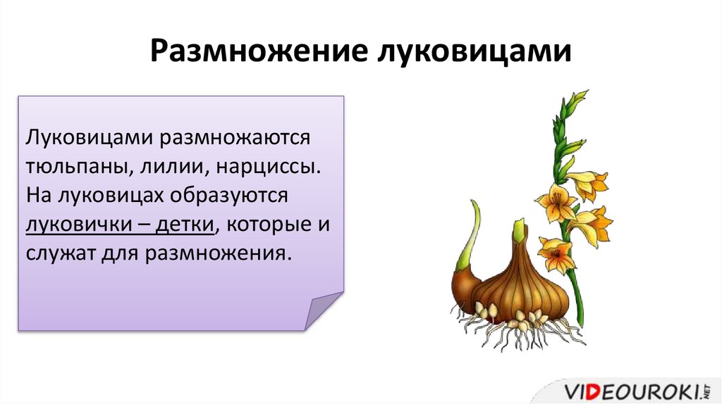 Вегетативное размножение тюльпана. Способ вегетативного размножения луковицами. Вегетативное размножение растений луковицами. Характеристика вегетативного размножения луковицами.