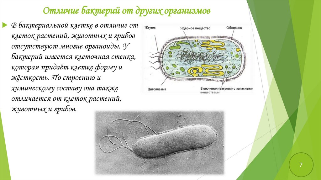 Бактерии доядерные организмы общая характеристика бактерий