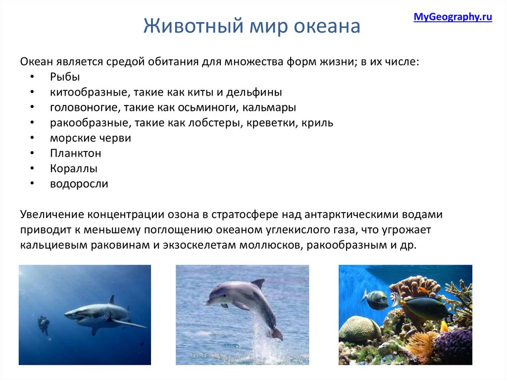 Презентацию животный и растительный мир океана. Обитатели гидросферы. Презентация животные мир океан. Сообщение животный мир мирового океана. Животные мирового океана доклад.