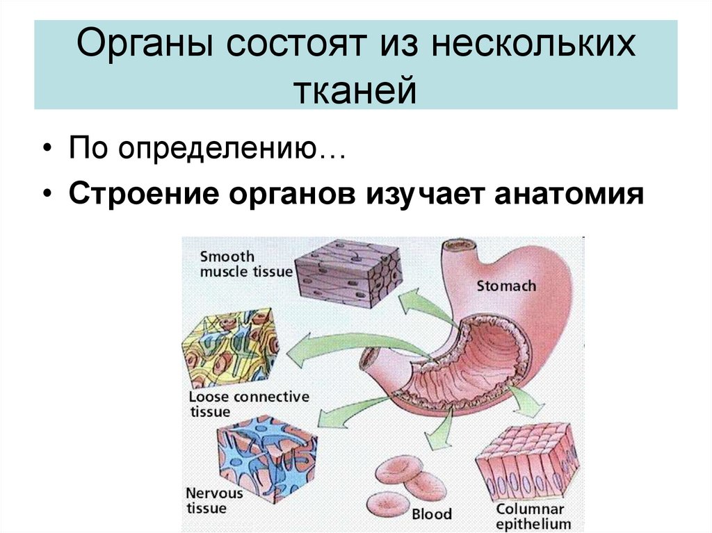 Органы состоят из нескольких тканей