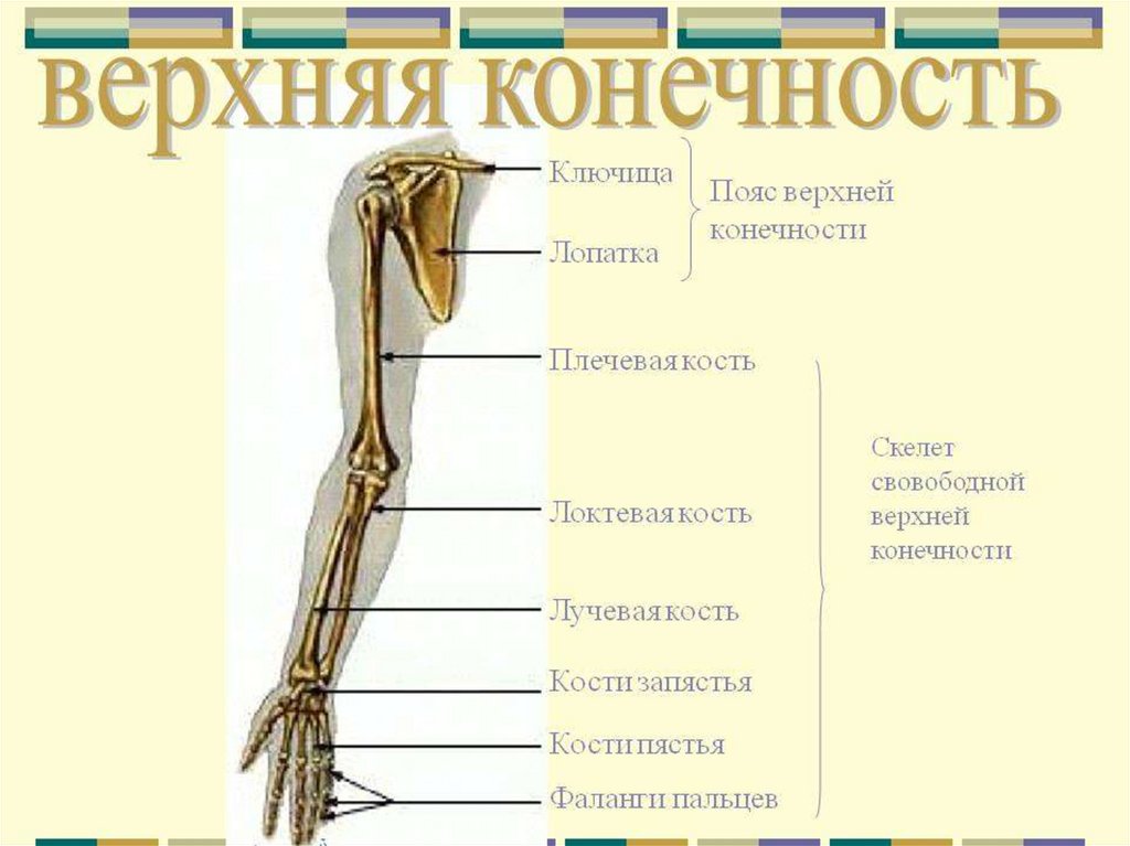 Выбери кости пояса верхней конечности. Соединение костей верхних конечностей Тип и примеры. Скелет верхней конечности человека биология 8 класс. Последовательность расположения костей верхней конечности. Кости скелета верхней конечности таблица.