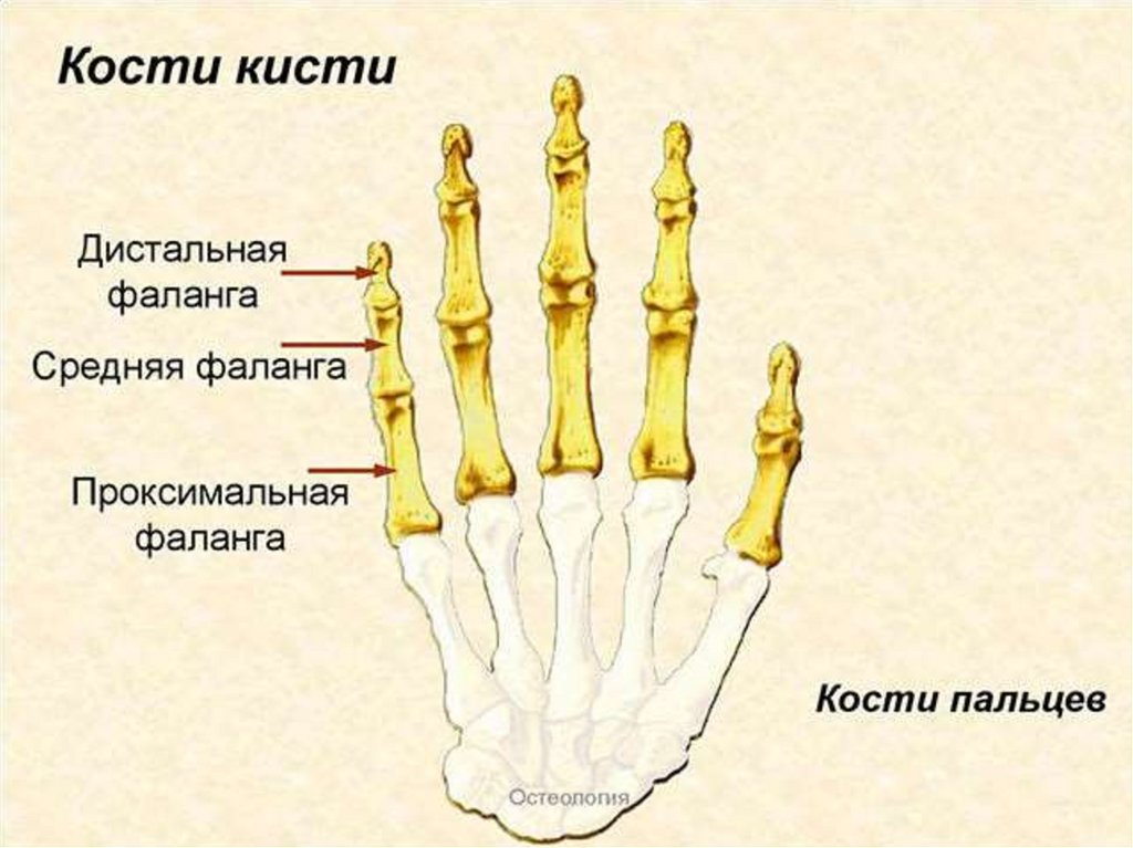 Образована тремя сросшимися костями. Кости пясти и фаланги пальцев. Проксимальная фаланга мизинца кисти. Основная фаланга 5 пальца стопы анатомия. Кости кисти фаланги 1 пальца кисти.