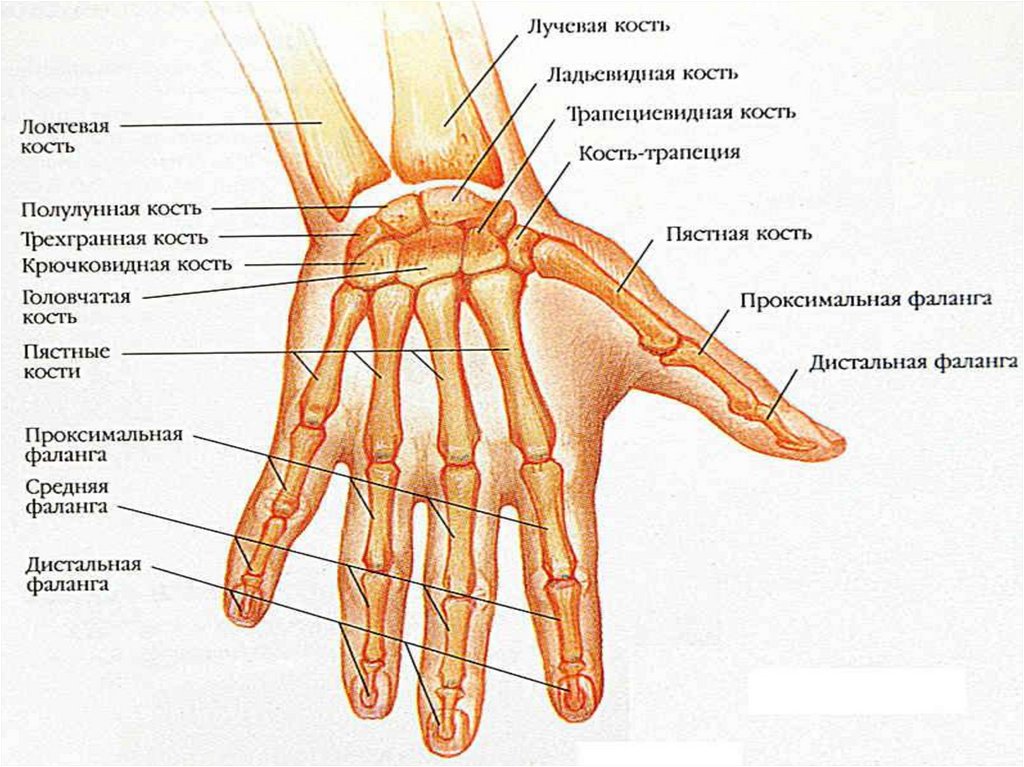 Указательный палец кости. Перелом плюсневых костей кисти. Анатомия кисти. Пальцы кисти.