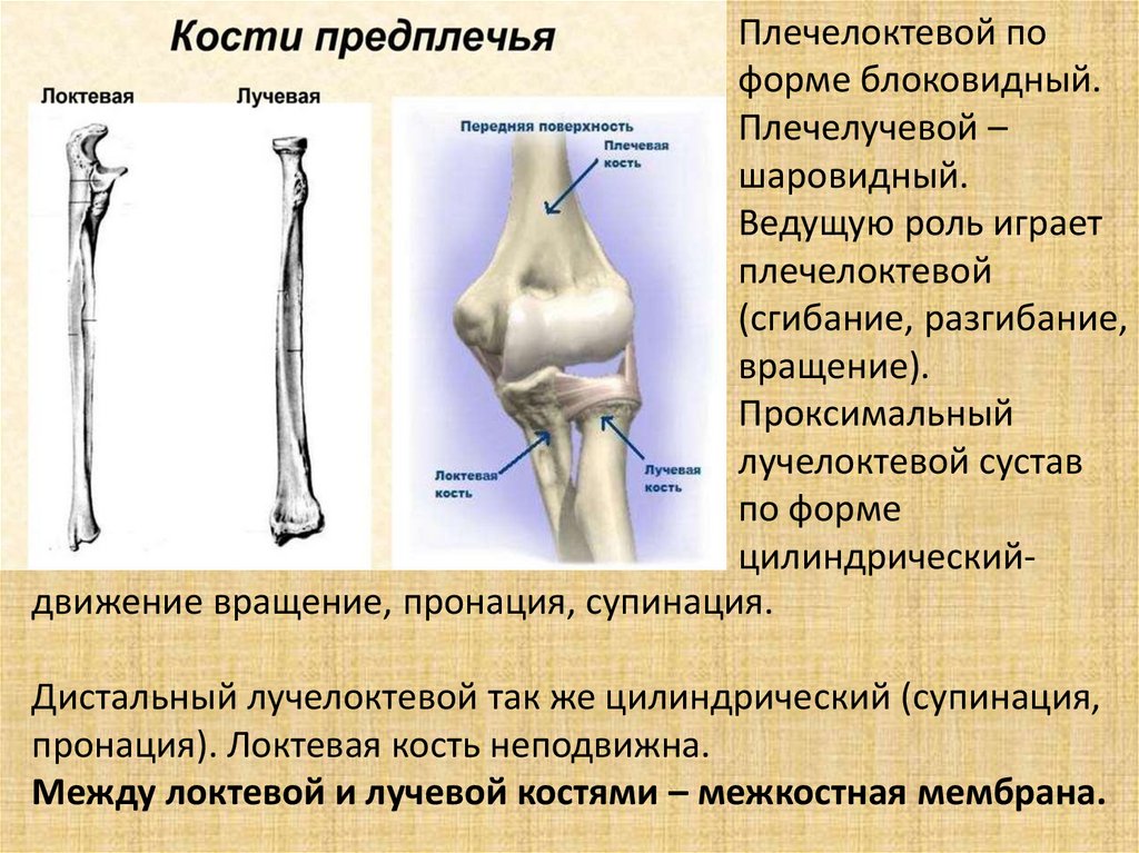 Плечелоктевой сустав