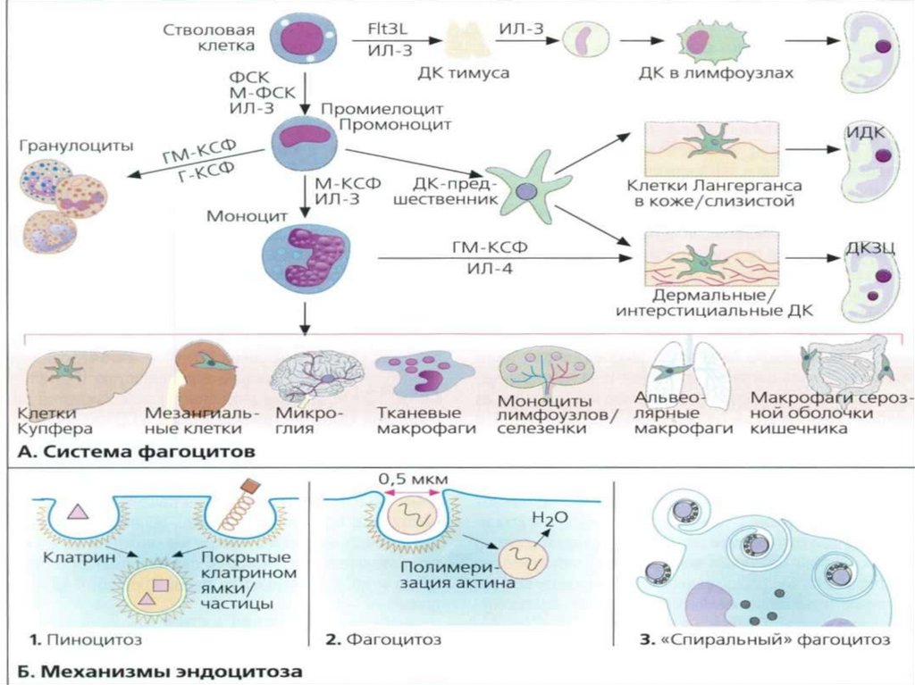 Фагоцитоз захват клеткой. Этапы фагоцитоза иммунология. Схема механизма образования иммунитета клеточный фагоцитоз. Клеточный иммунитет фагоцитоз. 8 Стадий фагоцитоза иммунология.