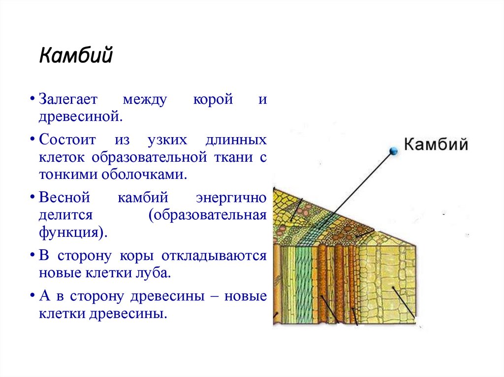 Стебель камбий древесина