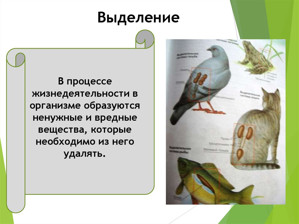 Презентация особенности строения и процессов жизнедеятельности птиц