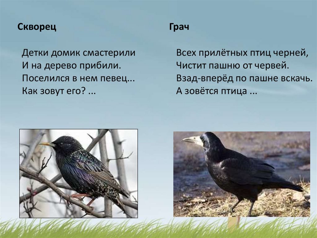 Изменения в жизни птиц весной