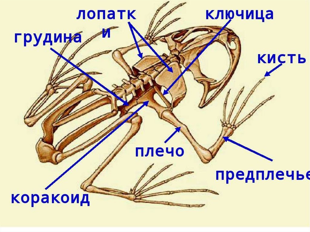 Кости передней конечности земноводных. Пояс передних конечностей лягушки. Скелет лягушки коракоиды. Скелет земноводных коракоид. Скелет лягушки пояс передних конечностей.