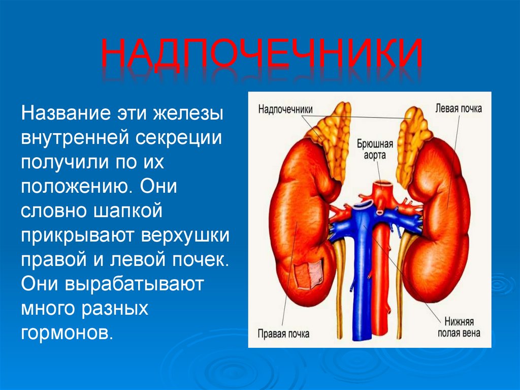 Надпочечники