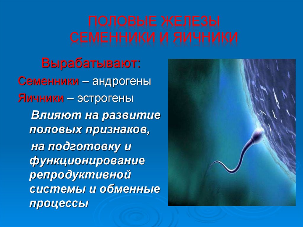 Половые железы Семенники и яичники