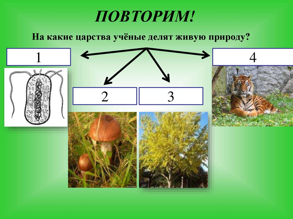 Учительница показала ребятам фотографии и попросила определить какие царства живой природы