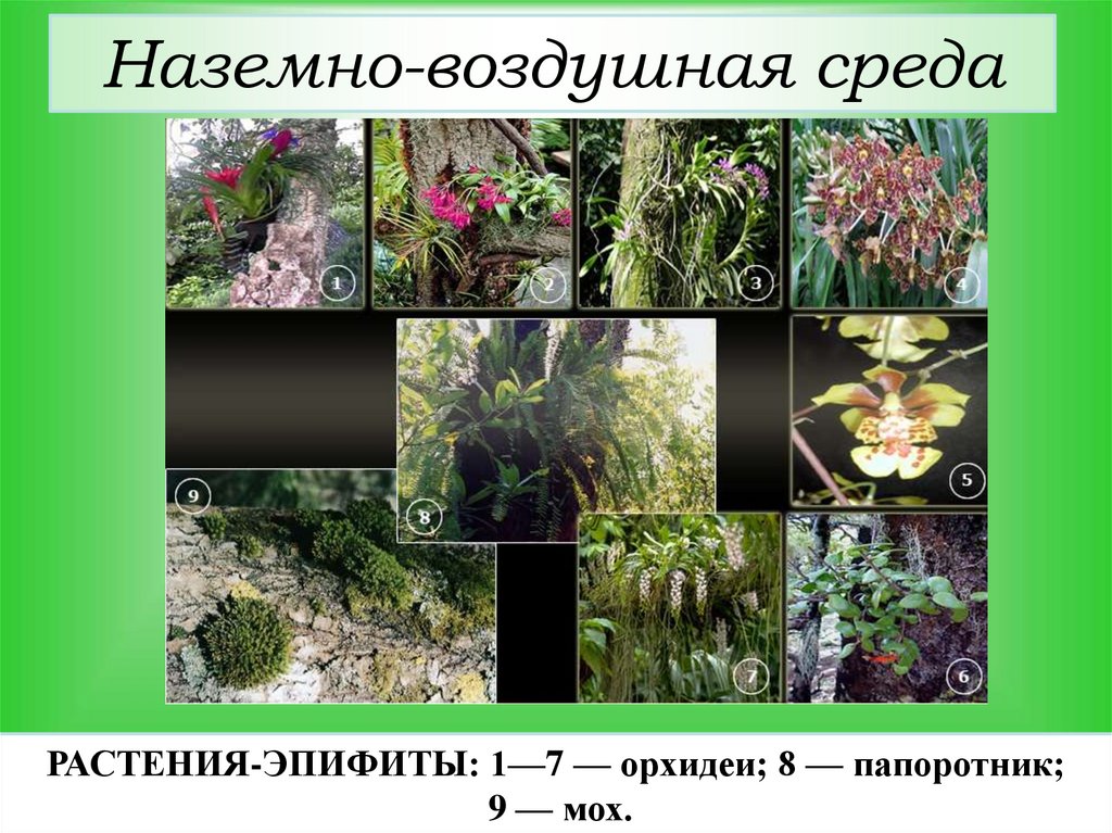 Среда растение. Эпифиты среда обитания. Растения наземно-воздушной среды. Воздушно наземные растения. Растения воздушно наземной среды.