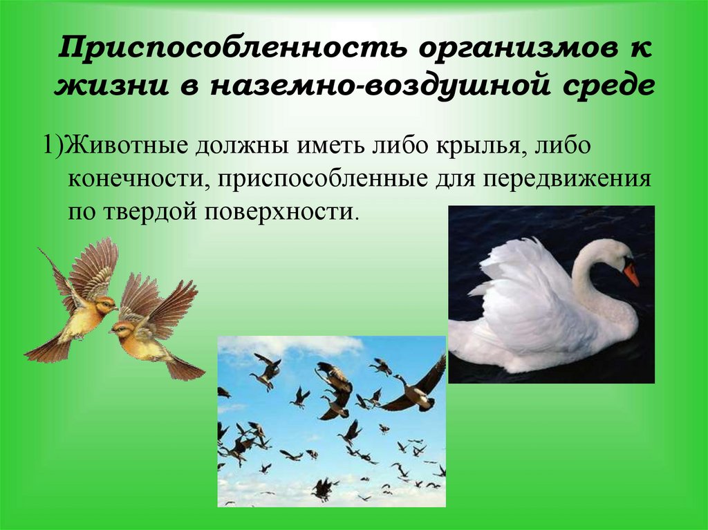 Презентация приспособленность организмов к среде обитания 5 класс презентация