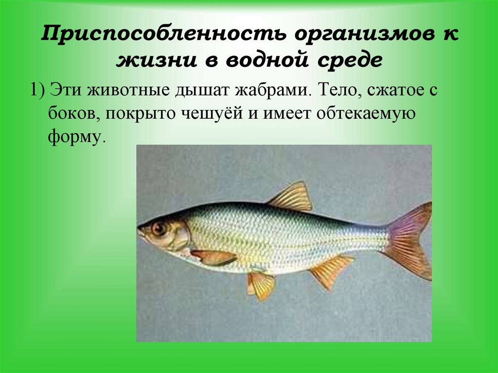 Обитание рыб. Приспособленность рыб к жизни в водной среде. Приспособленность организмов к водной среде. Приспособленность организмов к жизни в водной среде. Приспособления рыб.