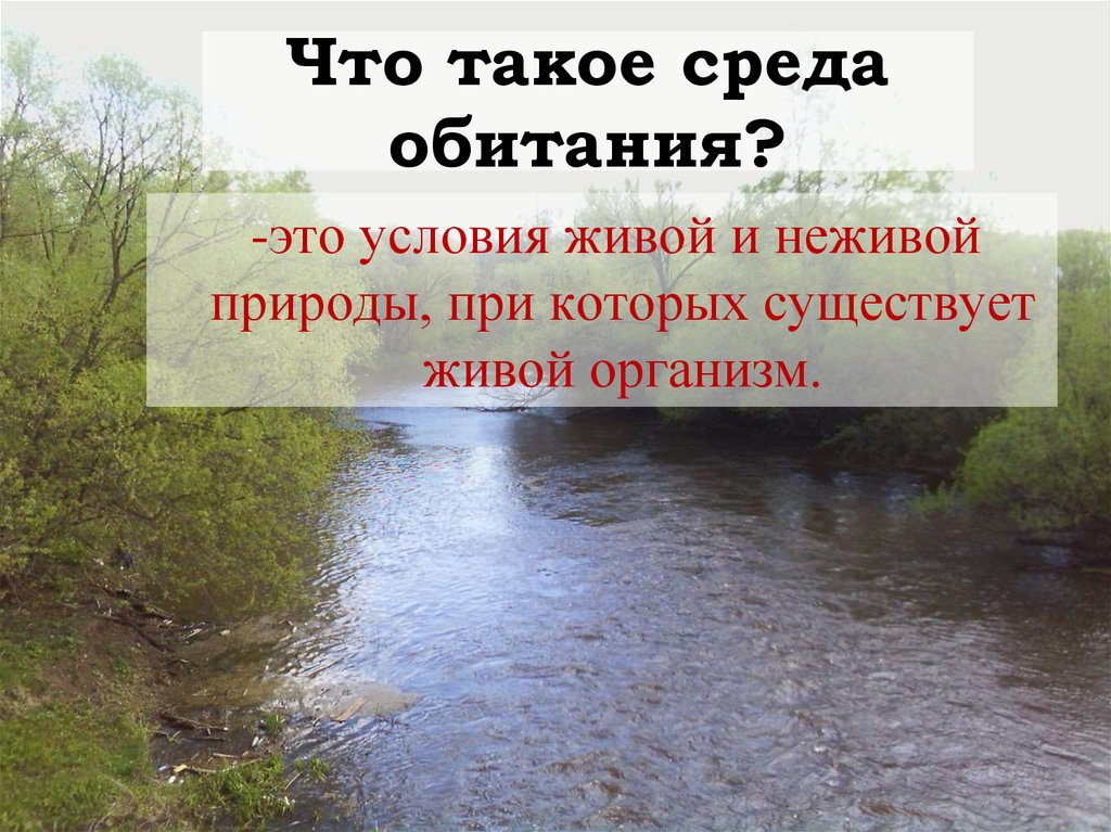 Среда обитания живой и неживой природы. Среда обитания. Среда. Седа. Что такое среда обитания в биологии 5 класс определение кратко.