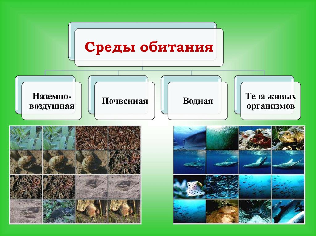 Организмы 5 класс презентация. Среда обитания. Среды обитания живых организмов. Среды обитания организмов 5 класс. Среды обитания организмов 5 класс биология.