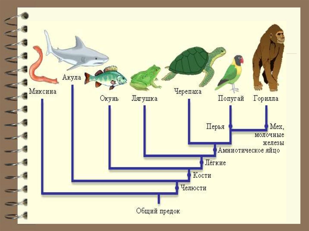 Картинка эволюция животных