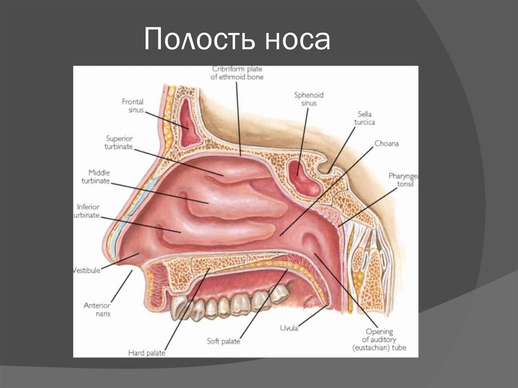 Анатомия носа. Нос презентация анатомия. Слизистая носа анатомия. Гребень носа анатомия.