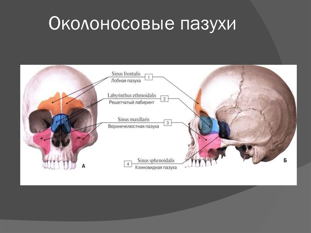 Околоносовые пазухи