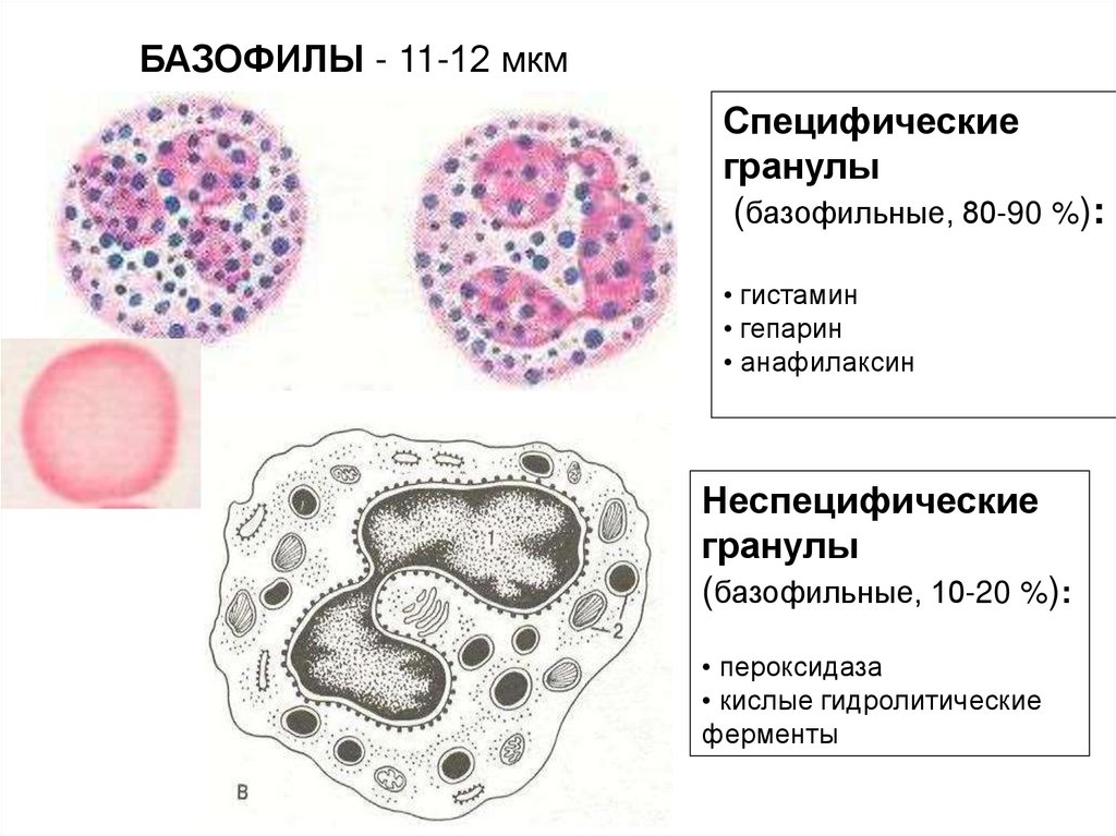 Базофилы спроси врача