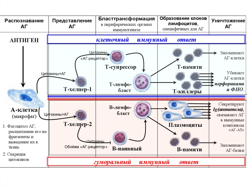 Классы клеток