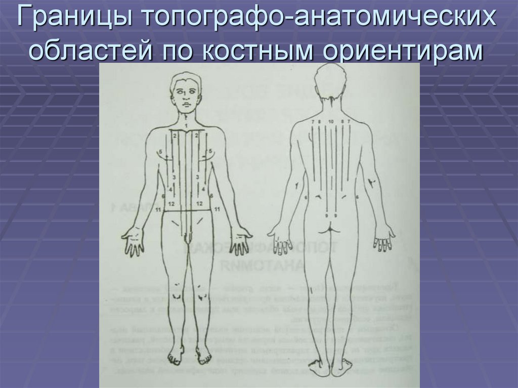 Топографо анатомический. Костные ориентиры. Анатомическая зона.