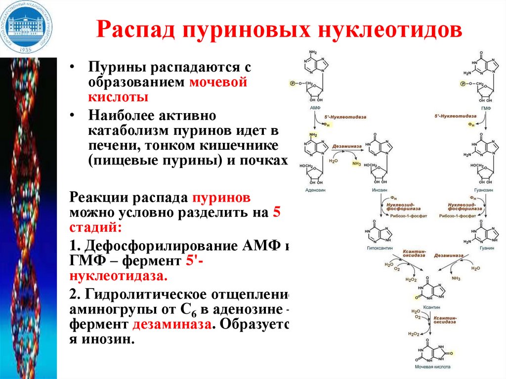 Код нуклеиновых кислот
