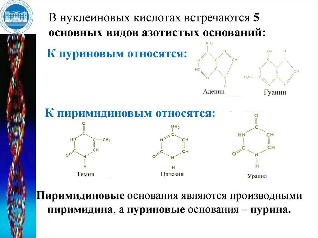 Нуклеиновые кислоты основное. Пуриновые рецепторы. Нуклеиновые кислоты выполняют функцию ферментов. Пуриновые нуклеозиды. Проба на пуриновые основания нуклеиновых.