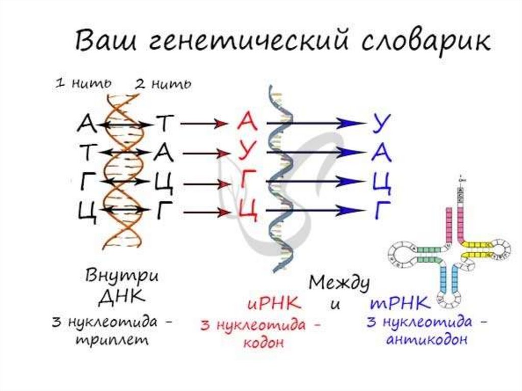 Рнк перевод. Как перевести ДНК В ИРНК. Таблица ДНК И РНК ТРНК. Перевести ДНК В РНК. Перевод из ДНК В РНК.