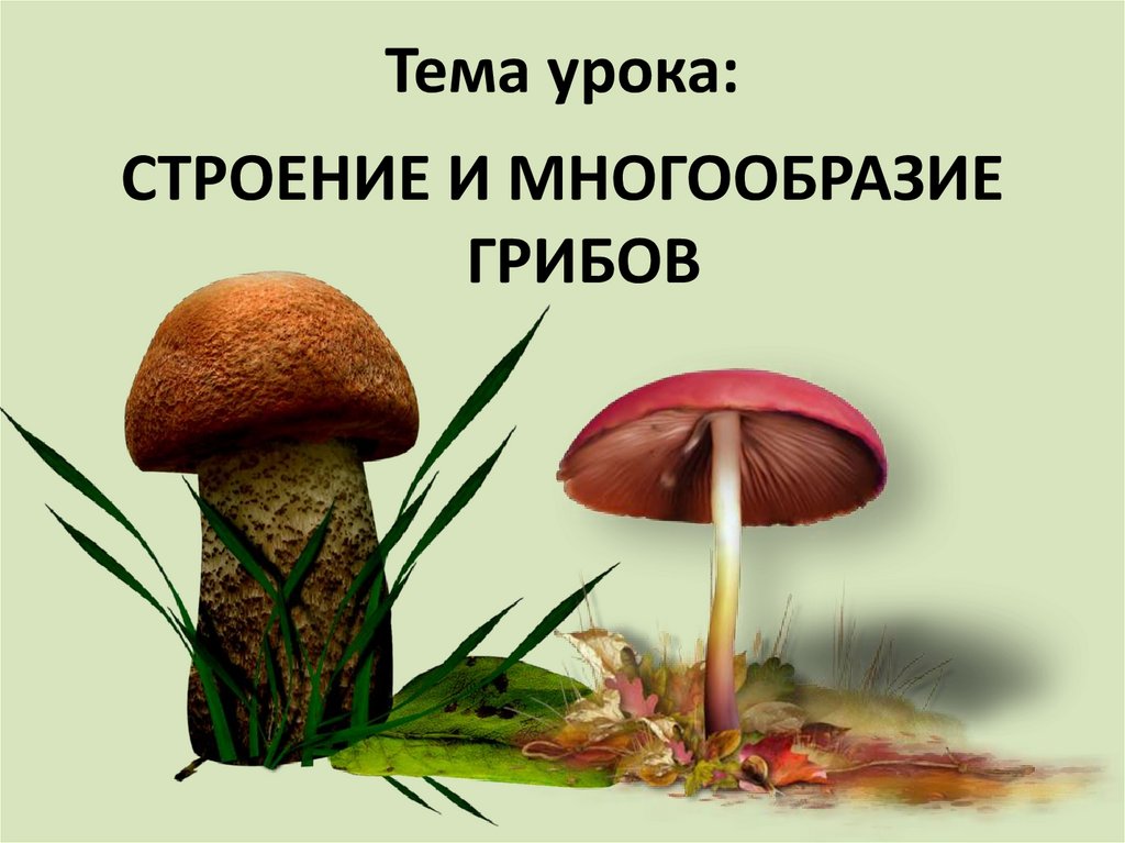 Урок биологии грибы. Грибы презентация. Разнообразие грибов. Строение и разнообразие грибов. Строение и многообразие грибов.