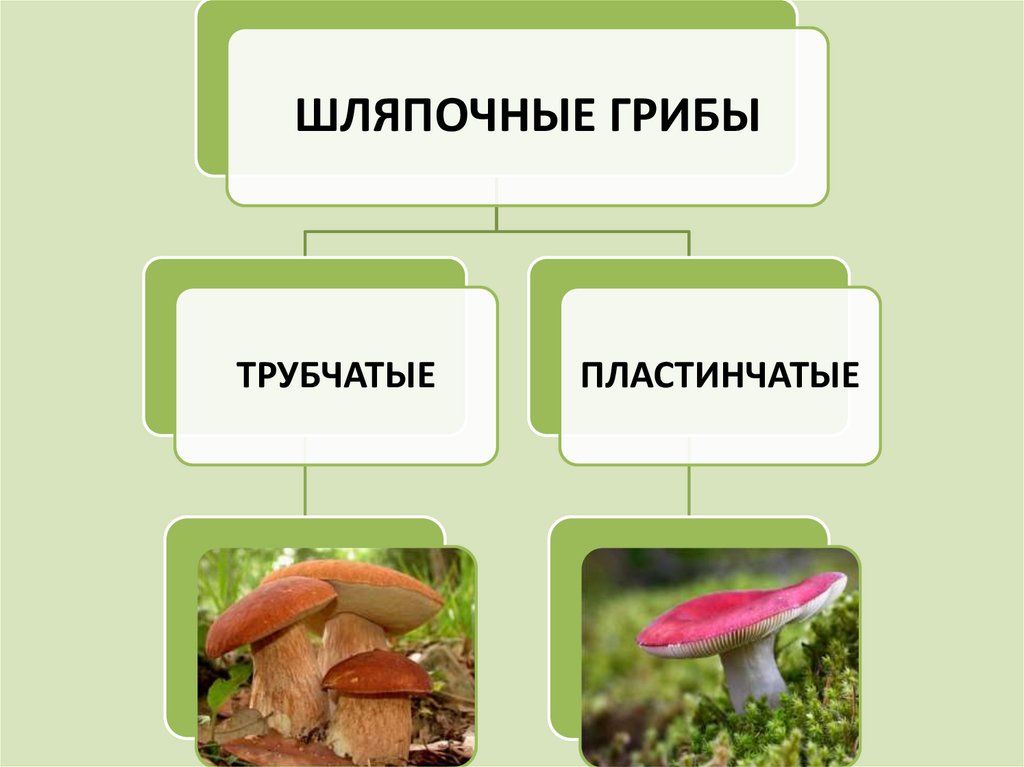Мхи шляпочные грибы. Строение и многообразие грибов 5 класс биология. Разнообразие грибов 5 класс. Разнообразие грибов схема. Схема многообразие грибов.