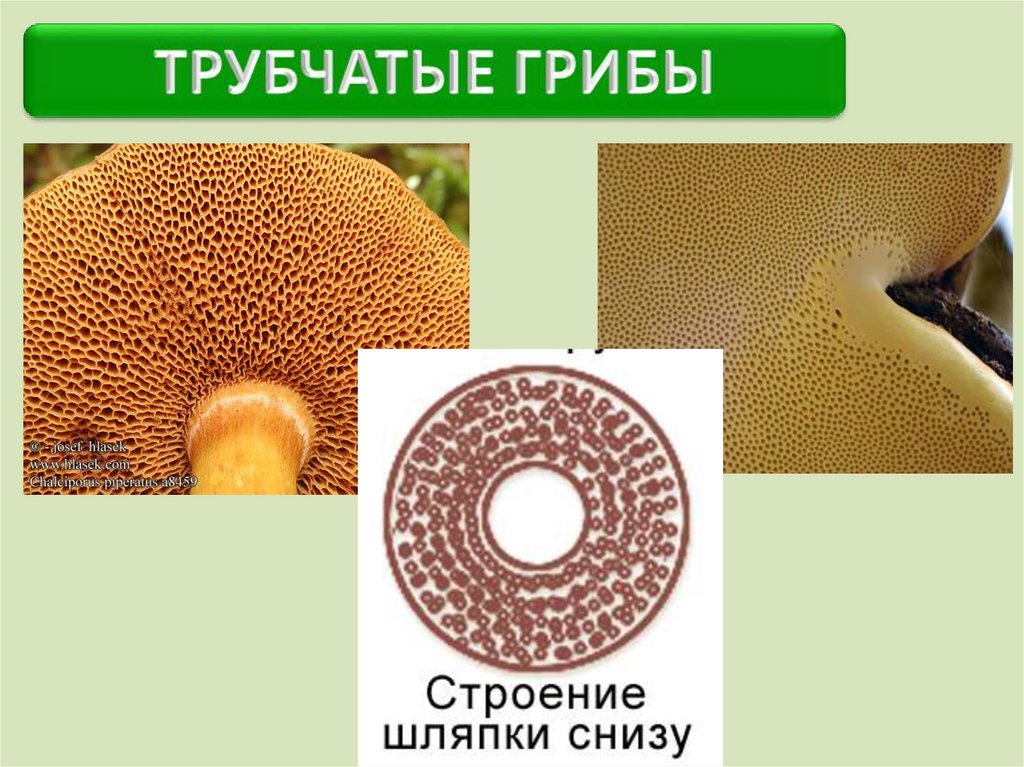 Чем трубчатые грибы отличаются