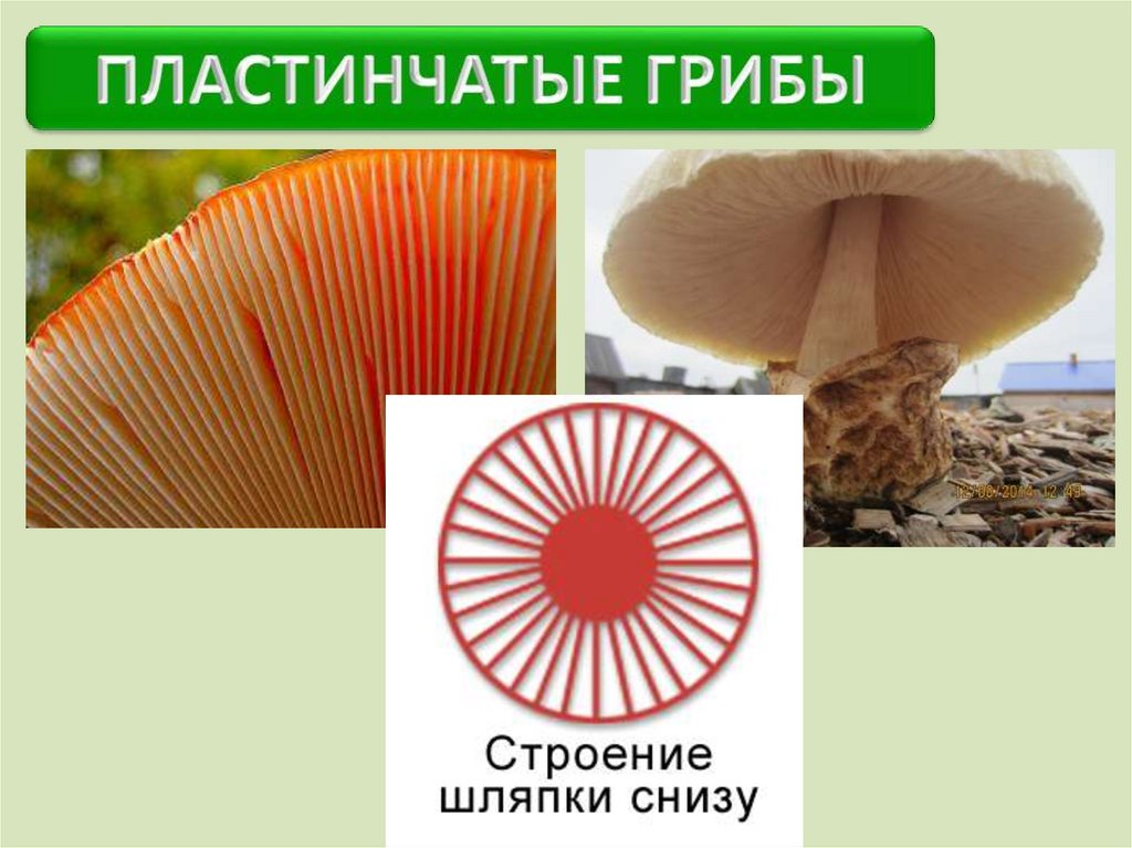 Нижняя сторона шляпки. Шляпочные грибы трубчатые и пластинчатые. Строение шляпки шляпочного гриба. Пластинчатые грибы схема. Строение пластинчатых грибов.