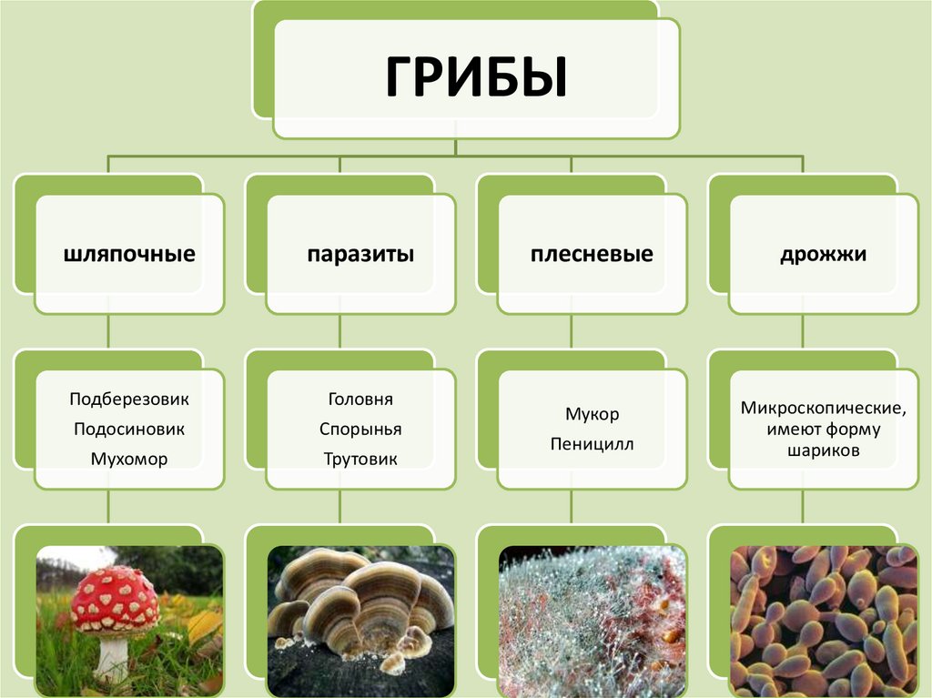 Из перечисленного списка выберите. Царство грибы схема. Царство грибов 5 класс биология таблица. Царство грибов схема 5 класс. Таблица по биологии царство грибов 5 класс.