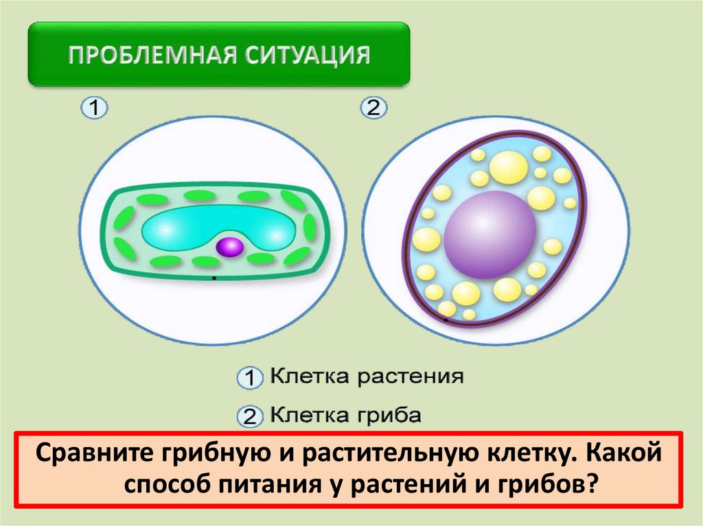 Клетки гриба не имеют ядра