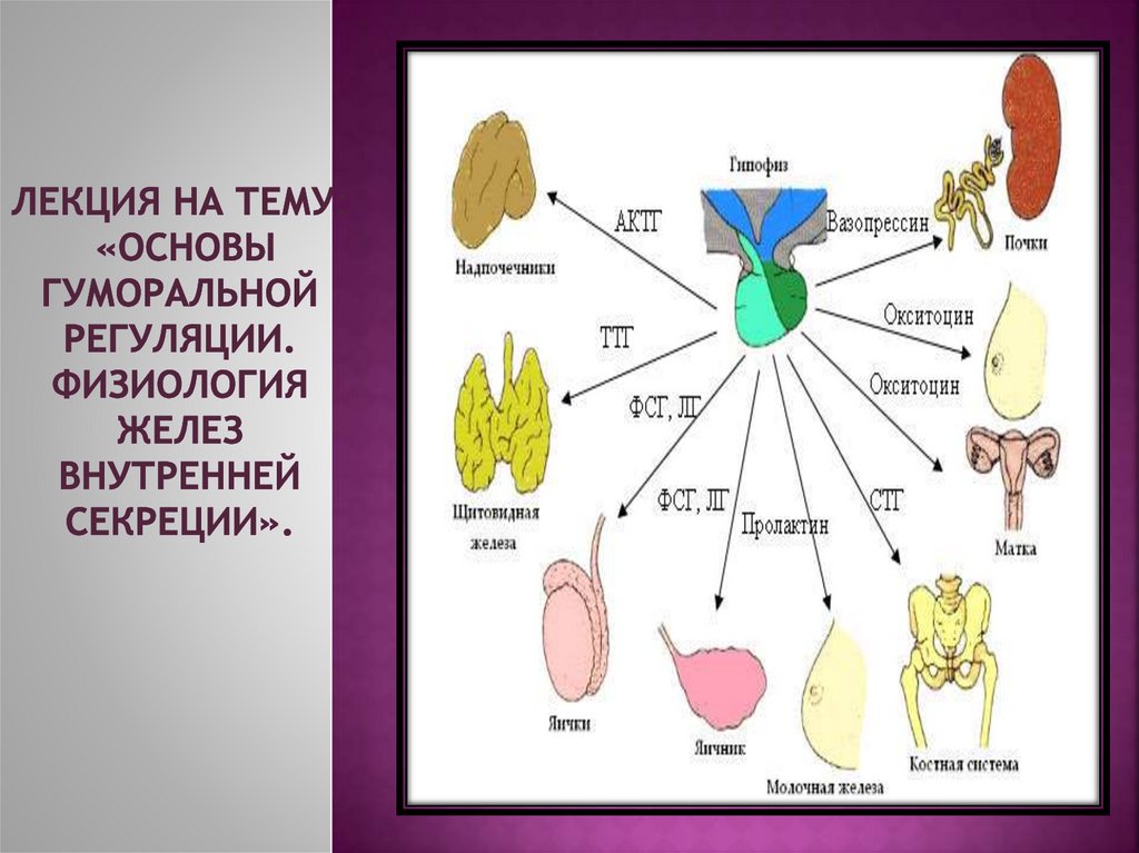 Эндокринная система гуморальная регуляция презентация 8 класс