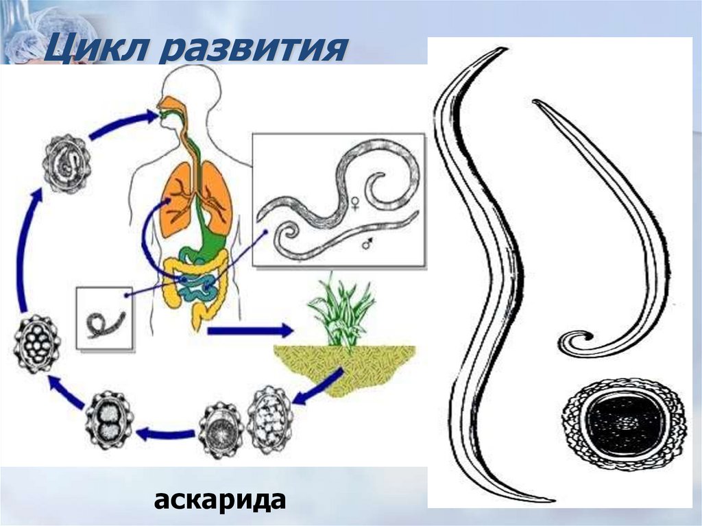 В каких органах личинки аскариды. Схема размножения человеческой аскариды. Циклы развития паразитических червей аскарида. Круглые черви цикл развития аскариды. Цикл развития аскариды у круглых червей.