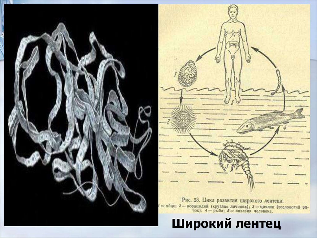 Какой цифрой обозначен на рисунке организм в кишечнике которого паразитирует взрослый широкий лентец