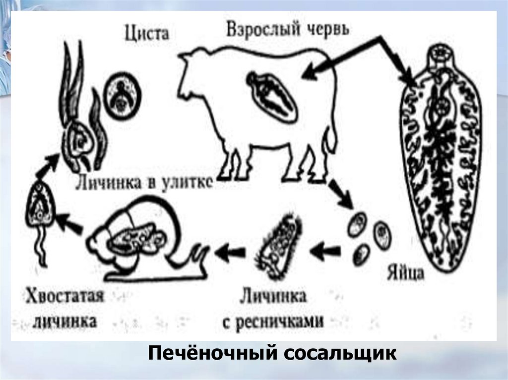 Изучение приспособлений червей к паразитизму