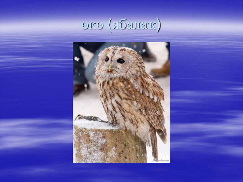 өкө (ябалаҡ)