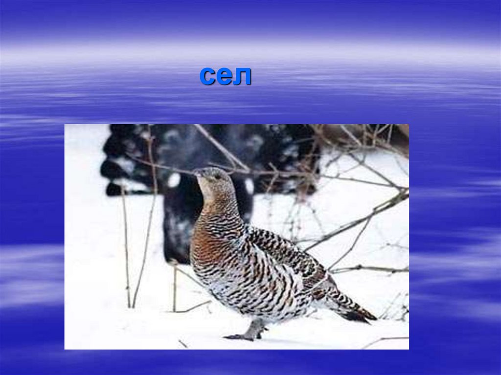 сел