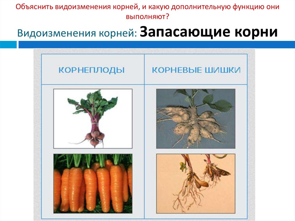 Какие функции выполняют корни растений 6 класс